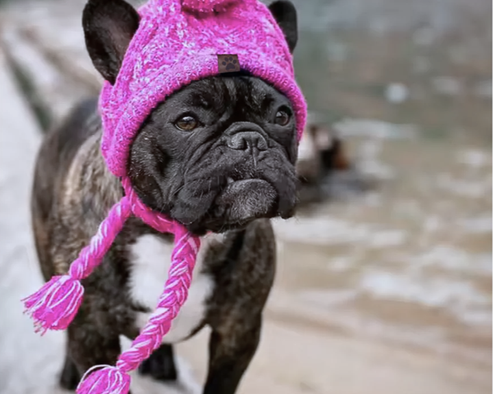 NEW! Pet Beanie