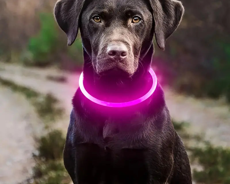 New! Rechargeable LED Dog Collar