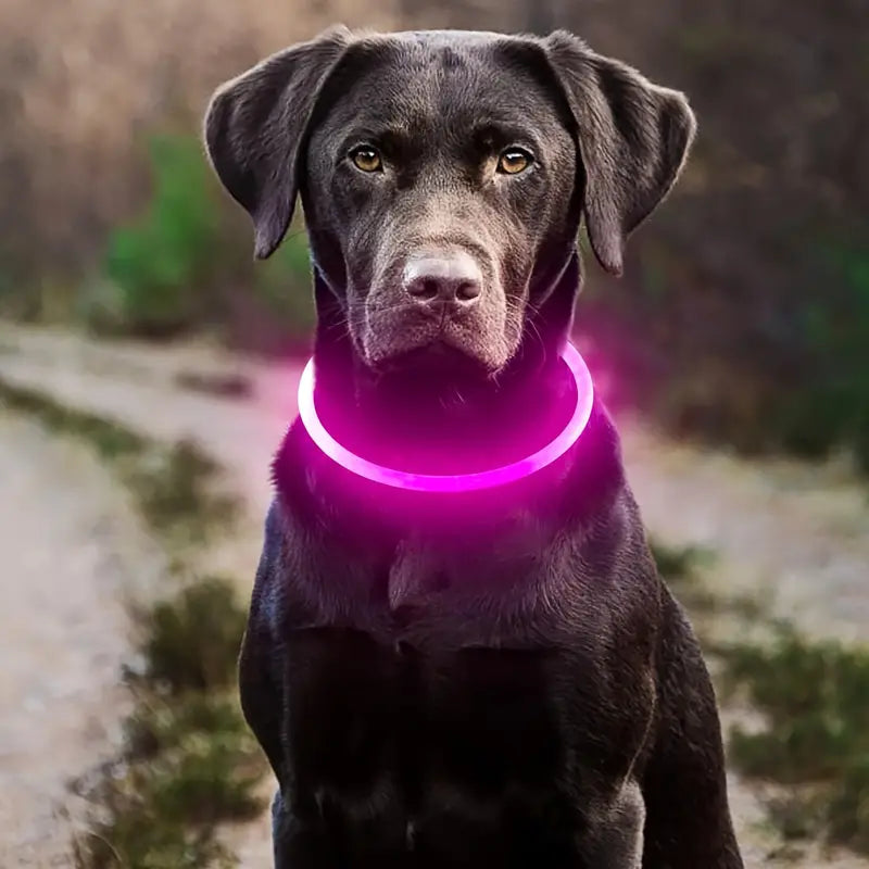 New! Rechargeable LED Dog Collar