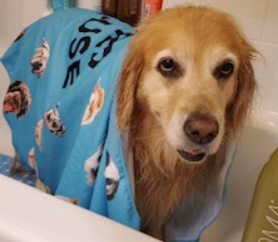 Large Pet Towel