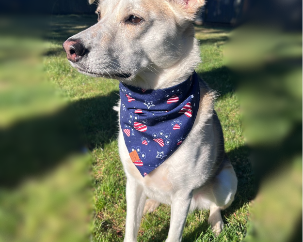 Pet Bandana