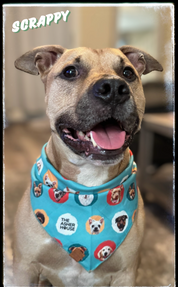 Pet Bandana