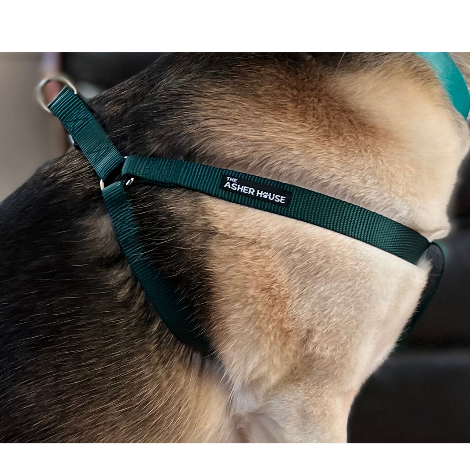 NEW! Dog Harness