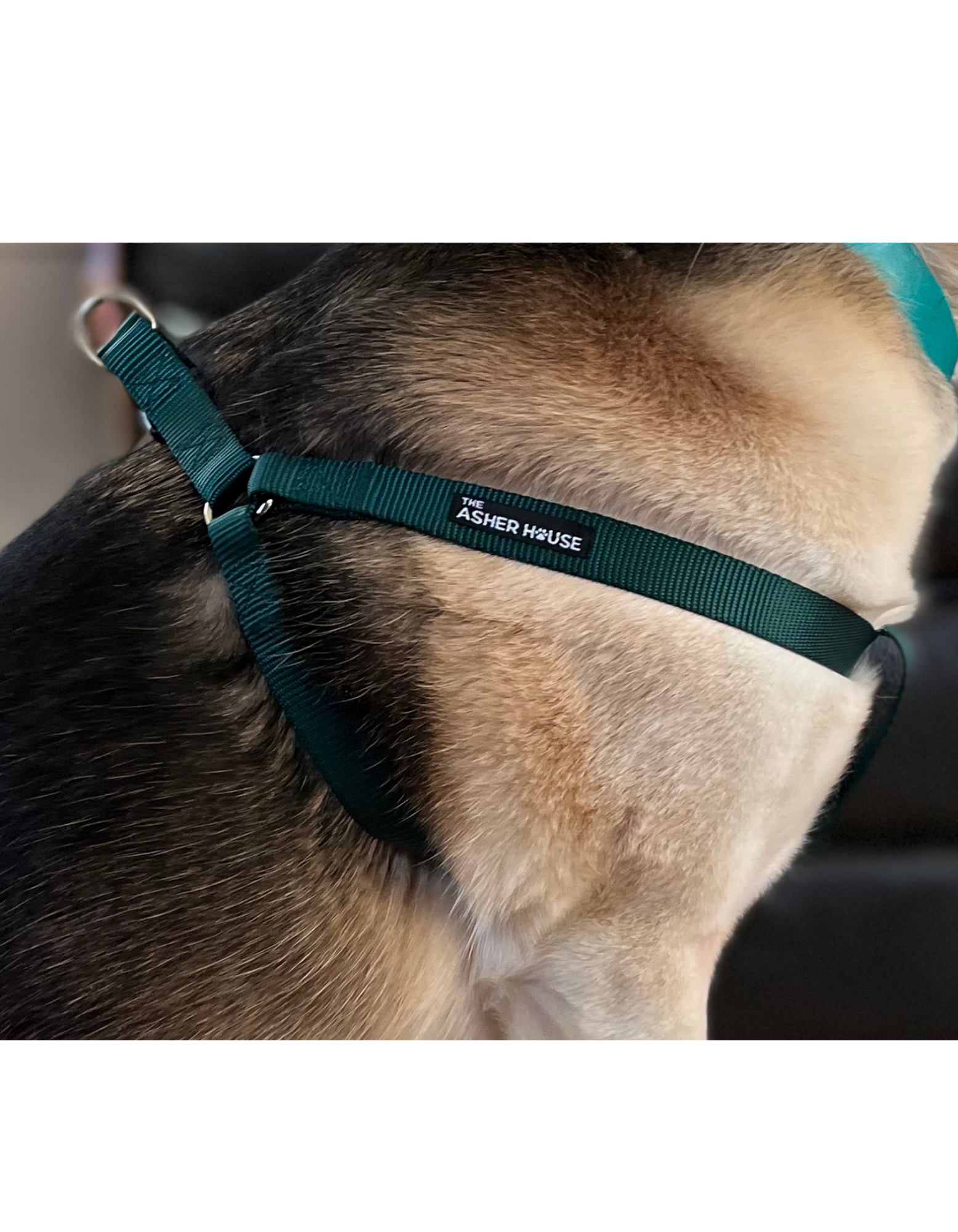 NEW! Dog Harness