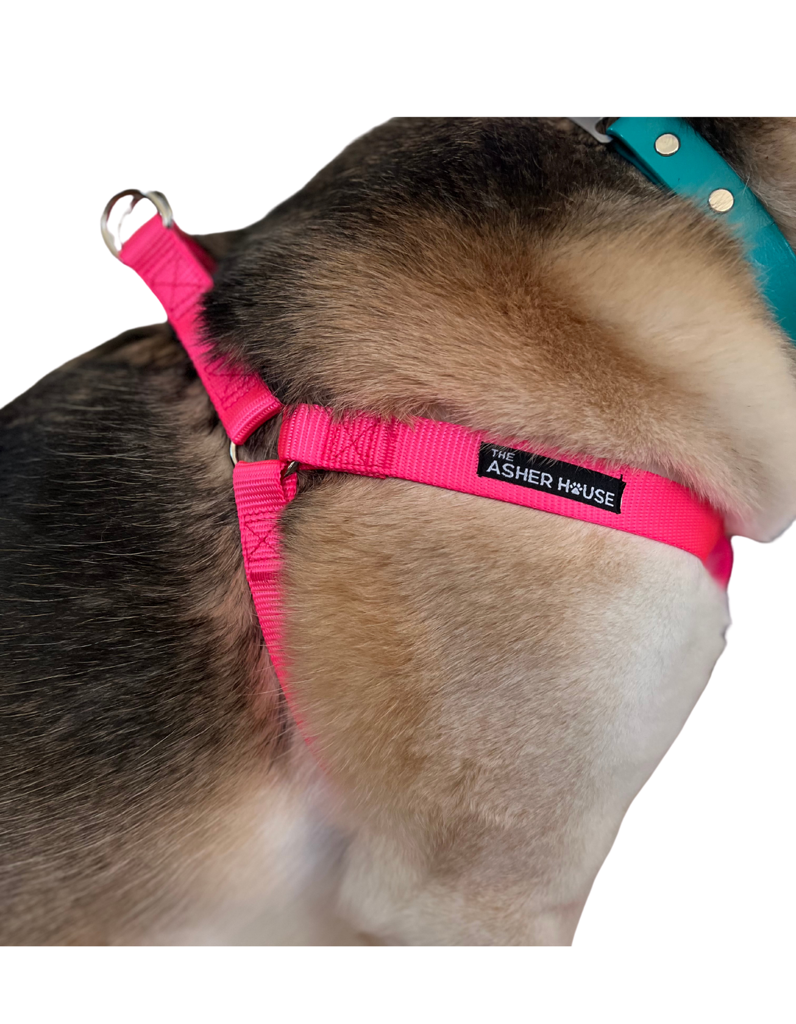 NEW! Dog Harness