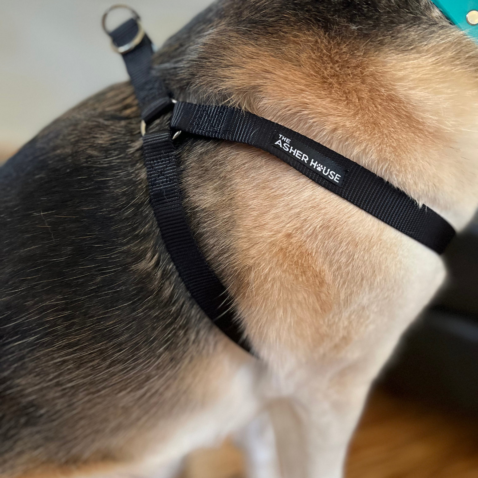 NEW! Dog Harness