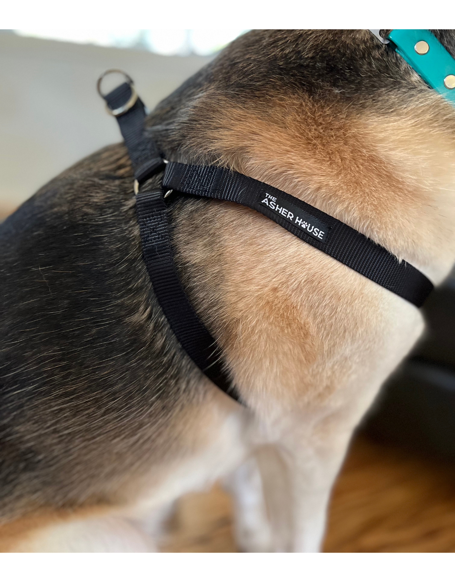 NEW! Dog Harness